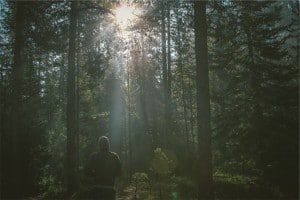 forest