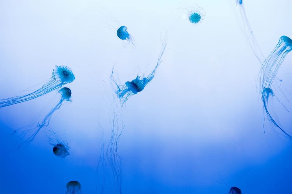jellyfish