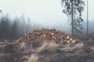 logs